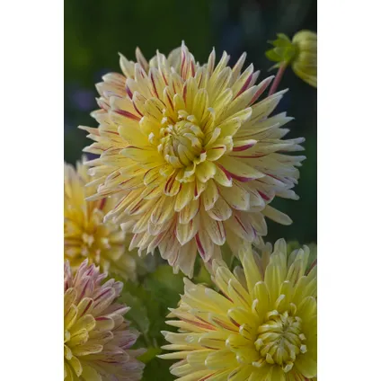 Dahlia Cambridge - Bulbes de fleurs - Set de 3 3