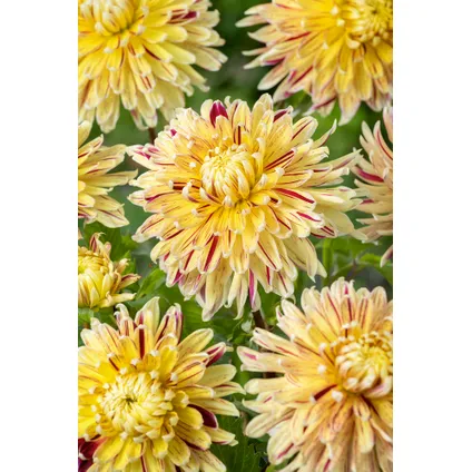 Dahlia Cambridge - Bulbes de fleurs - Set de 3 4