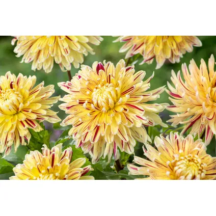 Dahlia Cambridge - Bulbes de fleurs - Set de 3 6