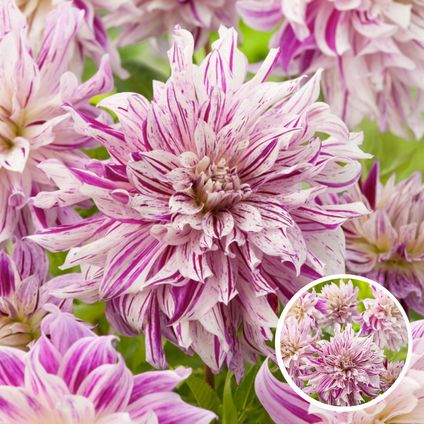Dahlia Bristol Stripe - Bulbes de fleurs - Set de 3