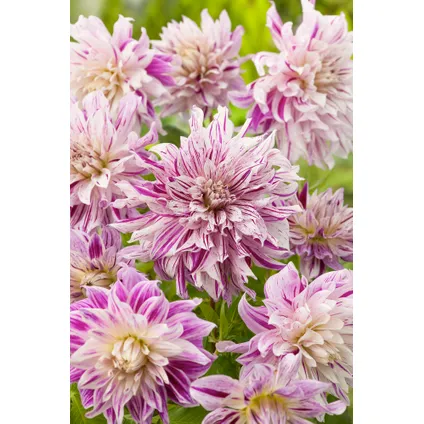 Dahlia Bristol Stripe - Bulbes de fleurs - Set de 3 3