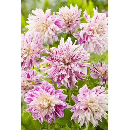 Dahlia Bristol Stripe - Bulbes de fleurs - Set de 3 4