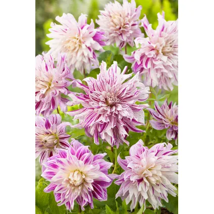 Dahlia Bristol Stripe - Bulbes de fleurs - Set de 3 5