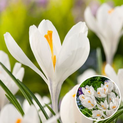 Crocus White - Bulbes de fleurs x30 - blanc - Floraison précoce
