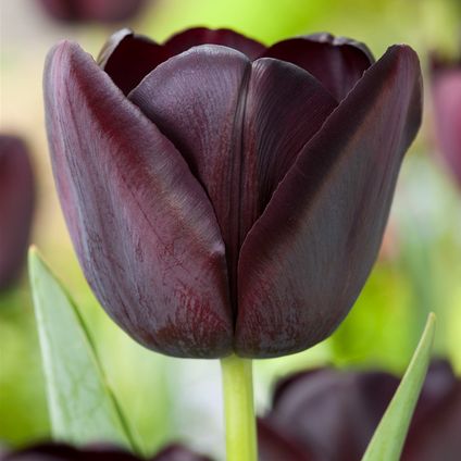 Tulipa Queen of the Night x40 - Tulipe Noire - Bulbes de fleurs vivaces