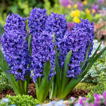 Hyacinthus Blue Trophy - 15x Bulbes de Jacinthes Rustiques - Floraison Précoce