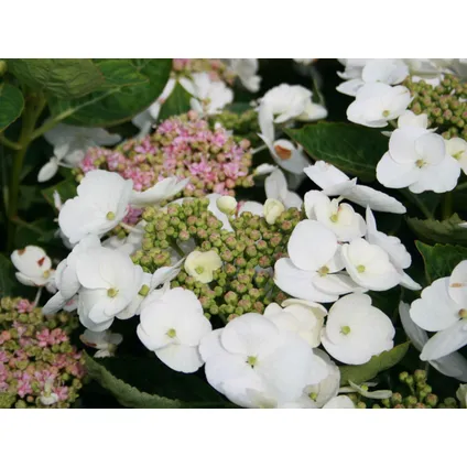 Hortensia 'Teller' hydrangea - Set de 3 - Blanc - ⌀9cm - Hauteur 25-40cm 3