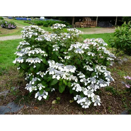 Hortensia 'Teller' hydrangea - Set de 3 - Blanc - ⌀9cm - Hauteur 25-40cm 5