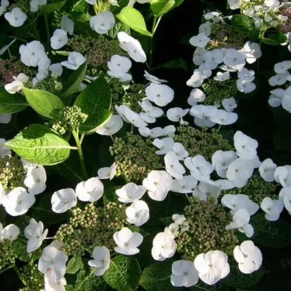 Hortensia 'Teller' hydrangea - Set de 3 - Blanc - ⌀9cm - Hauteur 25-40cm 6