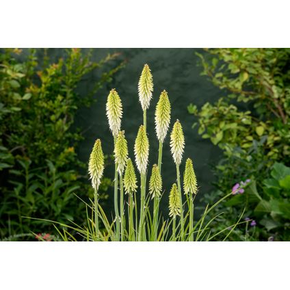 Tritoma kniphofia Ice Queen - Set van 3 - Vuurpijl - Wortelstokken - Tuinplant