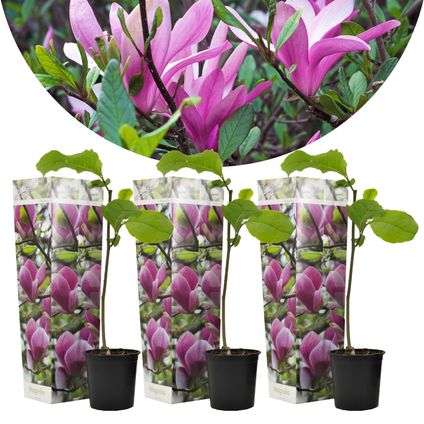 Magnolia Susan - Set de 3 - Fleurs violettes - Pot 9cm - Hauteur 25-40cm