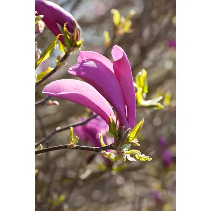 Magnolia Susan - Set van 3 - Paarse bloemen - Tuin - Pot 9cm - Hoogte 25-40cm 3