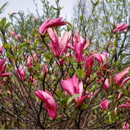 Magnolia Susan - Set van 3 - Paarse bloemen - Tuin - Pot 9cm - Hoogte 25-40cm 4