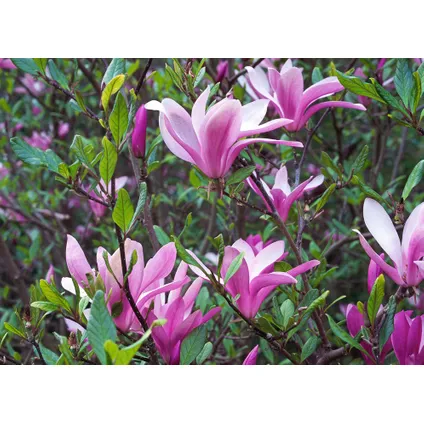 Magnolia Susan - Set van 3 - Paarse bloemen - Tuin - Pot 9cm - Hoogte 25-40cm 5