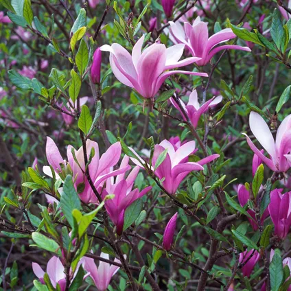 Magnolia Susan - Set van 3 - Paarse bloemen - Tuin - Pot 9cm - Hoogte 25-40cm 6