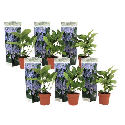Hortensia 'Teller' hydrangea - Set de 6 - Bleu - ⌀9cm - Hauteur 25-40cm