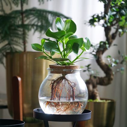 Clusia en verre - Hydroponique - Plante d'intérieur dans l'eau