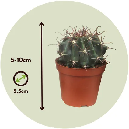 Mini-Cactussen - Mix van 6 stuks - Pot 5,5cm - Hoogte 5-10cm 2