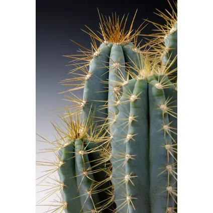 Mini-Cactussen - Mix van 6 stuks - Pot 5,5cm - Hoogte 5-10cm 3