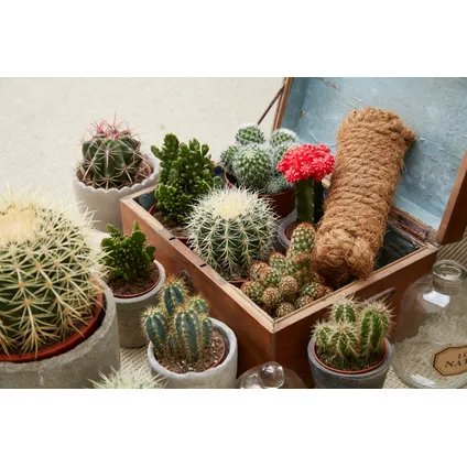 Mini-Cactussen - Mix van 6 stuks - Pot 5,5cm - Hoogte 5-10cm 4