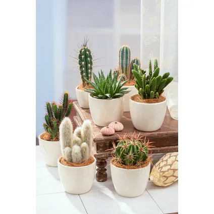 Mini-Cactussen - Mix van 6 stuks - Pot 5,5cm - Hoogte 5-10cm 5