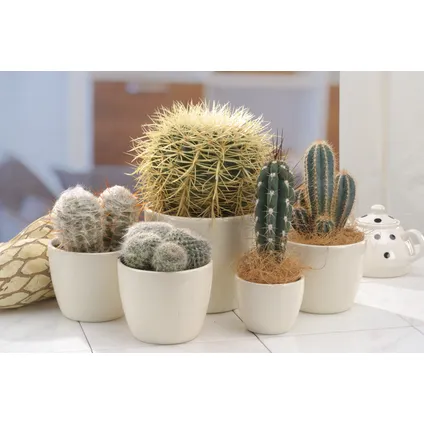 Mini-Cactussen - Mix van 6 stuks - Pot 5,5cm - Hoogte 5-10cm 6