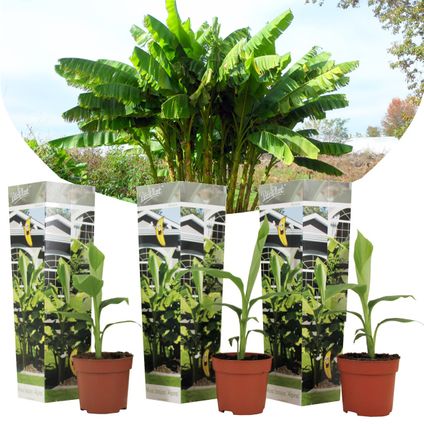 Musa Basjoo - Set van 3 - Bananenplant - Tuinplant - Pot 9cm - Hoogte 25-40cm