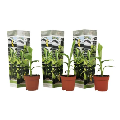 Musa Basjoo - Set de 3 - Plante de banane - Jardin - Pot 9cm - Hauteur 25-40cm