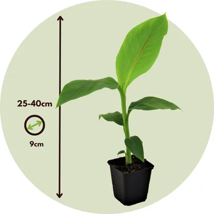 Musa Basjoo - Set van 3 - Bananenplant - Tuinplant - Pot 9cm - Hoogte 25-40cm 2