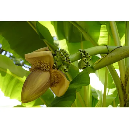 Musa Basjoo - Set van 3 - Bananenplant - Tuinplant - Pot 9cm - Hoogte 25-40cm 3