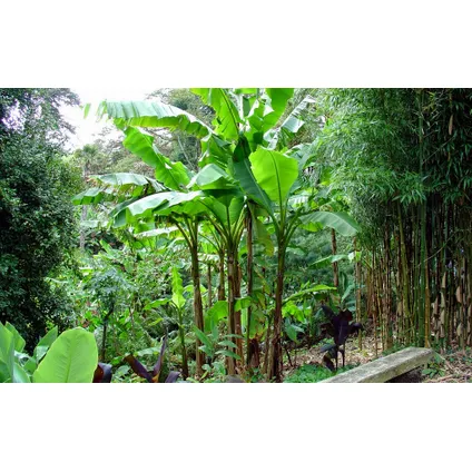 Musa Basjoo - Set van 3 - Bananenplant - Tuinplant - Pot 9cm - Hoogte 25-40cm 4