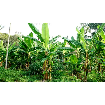 Musa Basjoo - Set van 3 - Bananenplant - Tuinplant - Pot 9cm - Hoogte 25-40cm 5