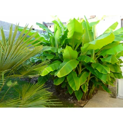 Musa Basjoo - Set van 3 - Bananenplant - Tuinplant - Pot 9cm - Hoogte 25-40cm 6