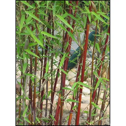 Fargesia Red Dragon - x2 - Niet woekerende Rode Bamboe - ⌀17cm - Hoogte 60-80cm 3