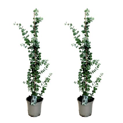 Eucalyptus Silver Dollar x2 - Winterharde Eucalyptus -Pot 19cm -Hoogte 100-110cm