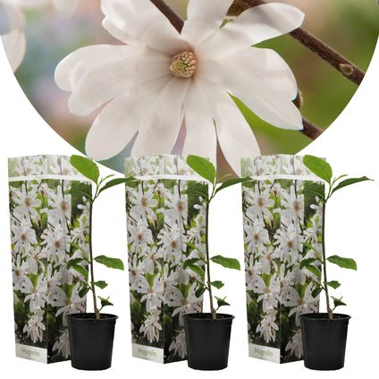Magnolia Stellata - Set de 3 - Fleurs blanches - Pot 9cm - Hauteur 25-40cm