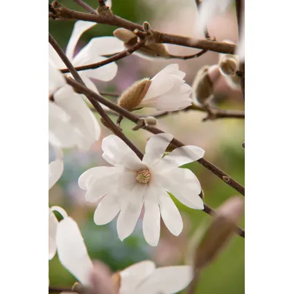 Magnolia Stellata - Set van 3 - Witte bloemen - Tuin - Pot 9cm - Hoogte 25-40cm 3
