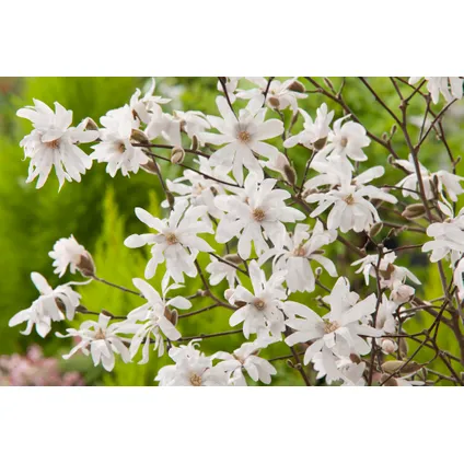 Magnolia Stellata - Set van 3 - Witte bloemen - Tuin - Pot 9cm - Hoogte 25-40cm 4
