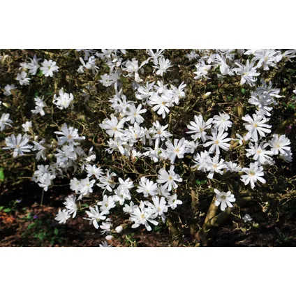 Magnolia Stellata - Set van 3 - Witte bloemen - Tuin - Pot 9cm - Hoogte 25-40cm 5