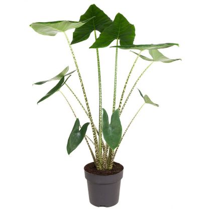 Alocasia zebrina - Plante d'intérieur XXL - Pot 32cm - Hauteur 140-150cm