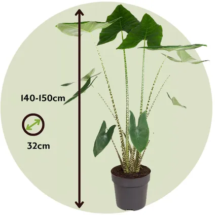 Alocasia Zebrina - XXL Kamerplant - Pot 32cm - Hoogte 140-150cm 2