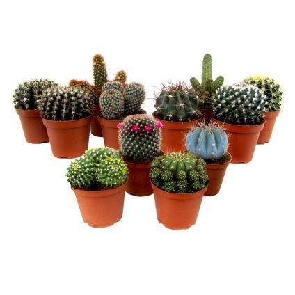Mini Cactus - Mélange de 12 Pièces - Pot 5.5cm - Hauteur 5-10cm