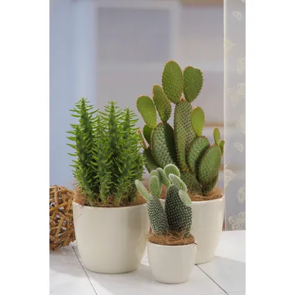 Mini Cactus - Mélange de 12 Pièces - Pot 5.5cm - Hauteur 5-10cm 5