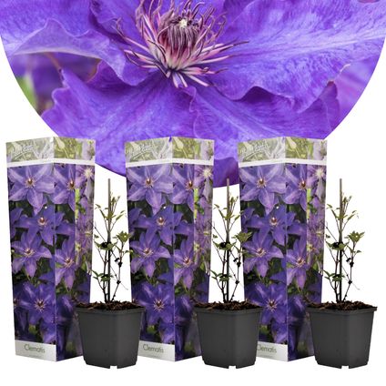 Clematis - Set van 3 - Tuinplant - Paars - Klimplant - Pot 9cm - Hoogte 25-40cm