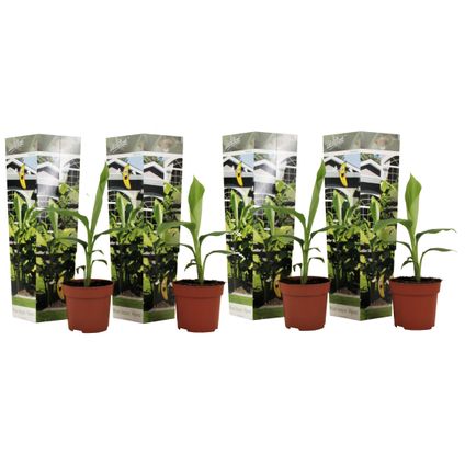 Musa Basjoo - Set de 4 - Plante bananier - Jardin - Pot 9cm - Hauteur 25-40cm