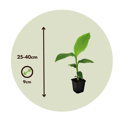 Musa Basjoo - Set van 4 - Bananenplant - Tuinplant - Pot 9cm - Hoogte 25-40cm 2