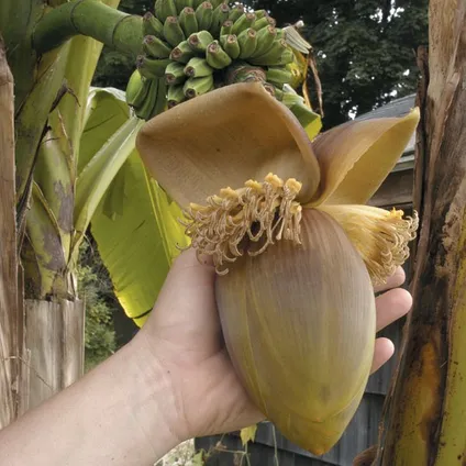 Musa Basjoo - Set van 4 - Bananenplant - Tuinplant - Pot 9cm - Hoogte 25-40cm 6