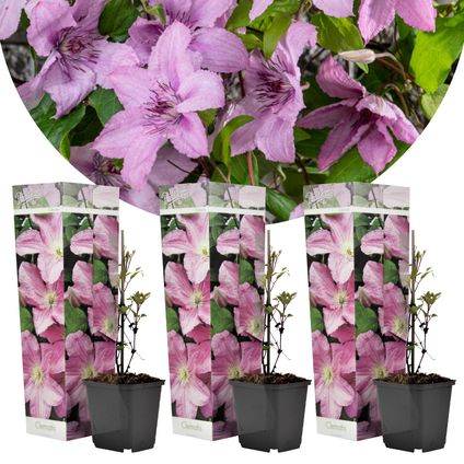 Clematis - Set van 3 - Tuinplant - Roze - Klimplant - Pot 9cm - Hoogte 25-40cm