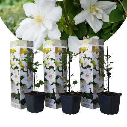 Clematis - Set van 3 - Tuinplant - Wit - Klimplant - Pot 9cm - Hoogte 25-40cm