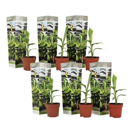 Musa Basjoo - Set de 6 - Plante bananier - Jardin - Pot 9cm - Hauteur 25-40cm